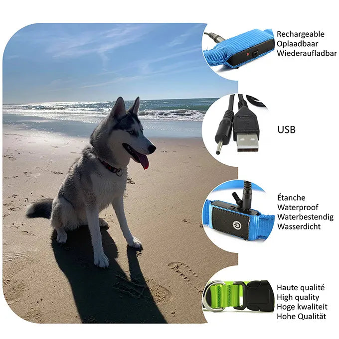 Jeune Chien Husky sur une plage avec des photos du collier