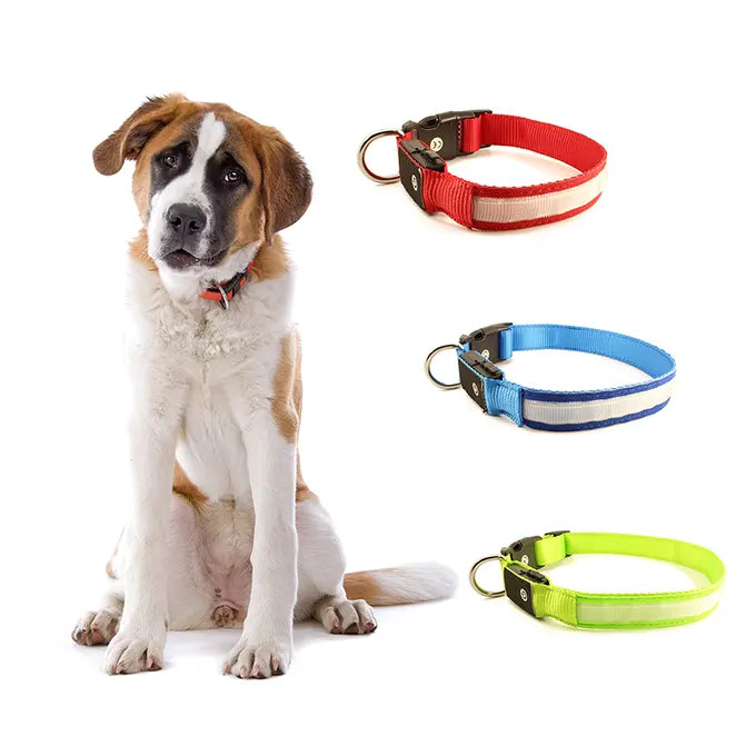 Chien Saint Bernard avec 3 colliers